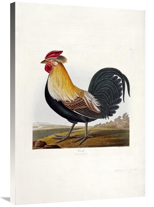 Global Gallery GCS-268069-36-142 36 in. Cock Art Print - Robert Havell
