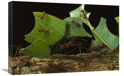 Global Gallery GCS-450769-1624-142 16 x 24 in. Leafcutter Ant Workers 