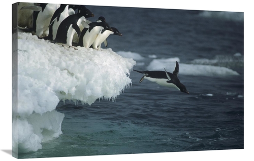 Global Gallery GCS-451720-2436-142 24 x 36 in. Adelie Penguin Leaping 