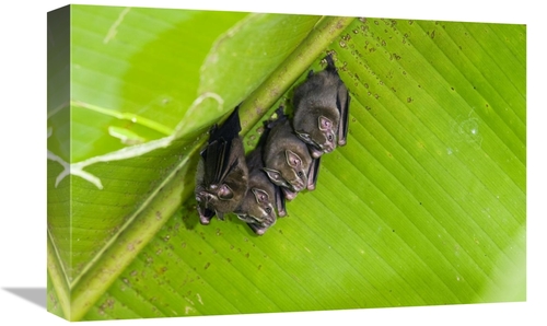 Global Gallery GCS-452687-1218-142 12 x 18 in. Peters Tent-Making Bats