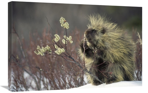 Global Gallery GCS-451867-2030-142 20 x 30 in. Common Porcupine Feedin