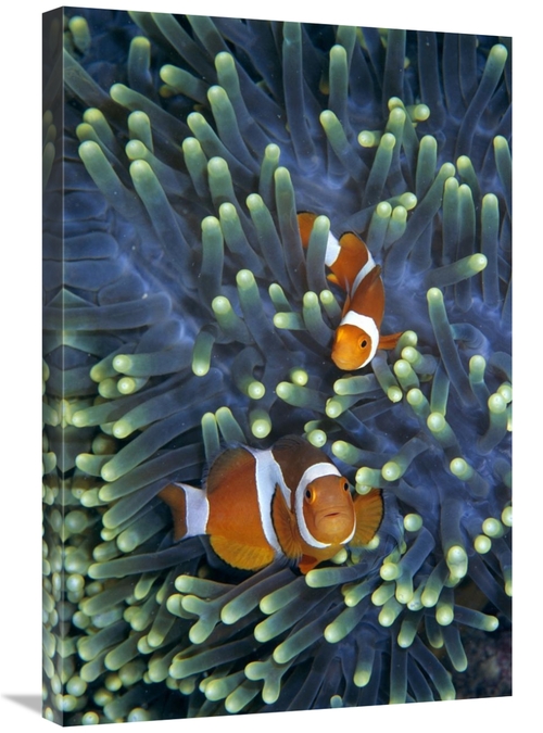 Global Gallery GCS-397707-2030-142 20 x 30 in. Clown Anemonefish Pair 