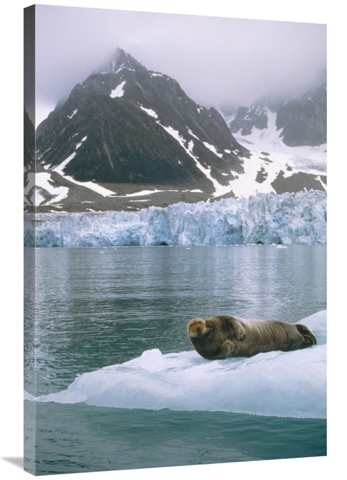 Global Gallery GCS-451186-2436-142 24 x 36 in. Bearded Seal Resting on