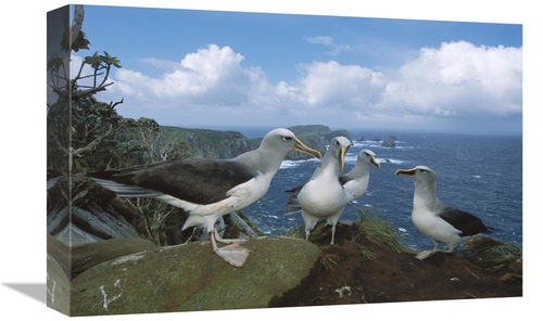 Global Gallery GCS-451661-1218-142 12 x 18 in. Bullers Albatross Gammi