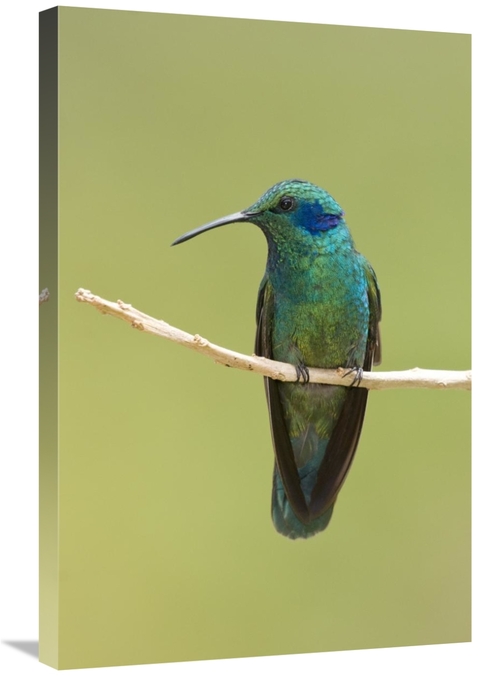 Global Gallery GCS-397309-2030-142 20 x 30 in. Green Violet-Ear Hummin