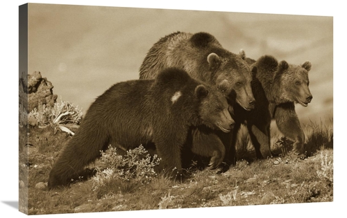 Global Gallery GCS-395922-2030-142 20 x 30 in. Grizzly Bear Mother wit