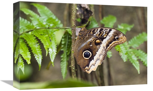 Global Gallery GCS-452685-1218-142 12 x 18 in. Atreus Owl Portrait,