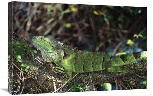 Global Gallery GCS-452358-2030-142 20 x 30 in. Green Iguana Female&#44