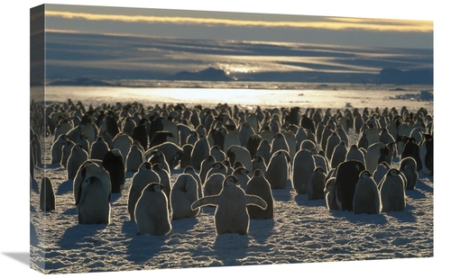 Global Gallery GCS-397943-1624-142 16 x 24 in. Emperor Penguin Colony&