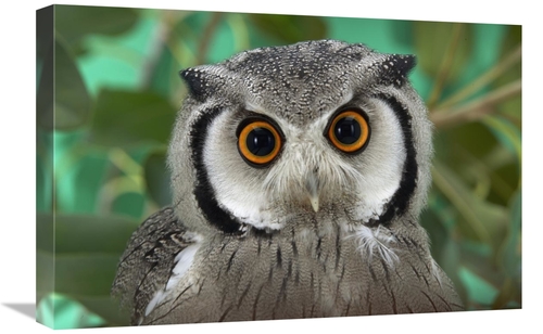 Global Gallery GCS-450897-1624-142 16 x 24 in. Southern White-Faced Ow