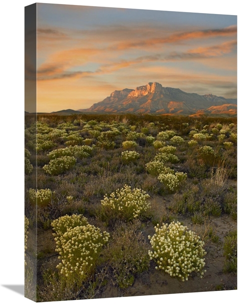 Global Gallery GCS-452166-22-142 22 in. Blooming Pepperweed & El Capit