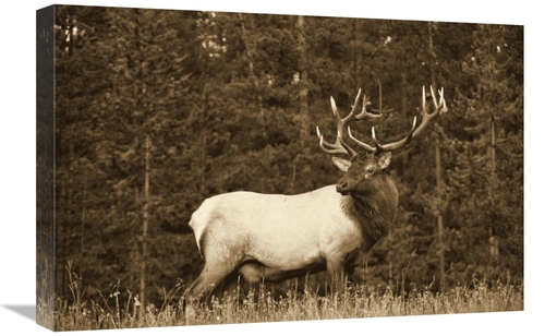 Global Gallery GCS-450500-1824-142 18 x 24 in. Elk or Wapiti Male Port
