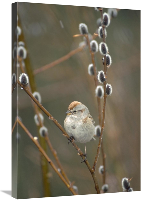 Global Gallery GCS-451854-2030-142 20 x 30 in. American Tree Sparrow i