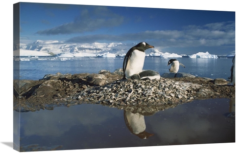 Global Gallery GCS-395780-2030-142 20 x 30 in. Gentoo Penguin Parent o