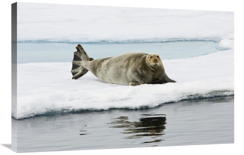 Global Gallery GCS-452712-2436-142 24 x 36 in. Bearded Seal on Ice Flo