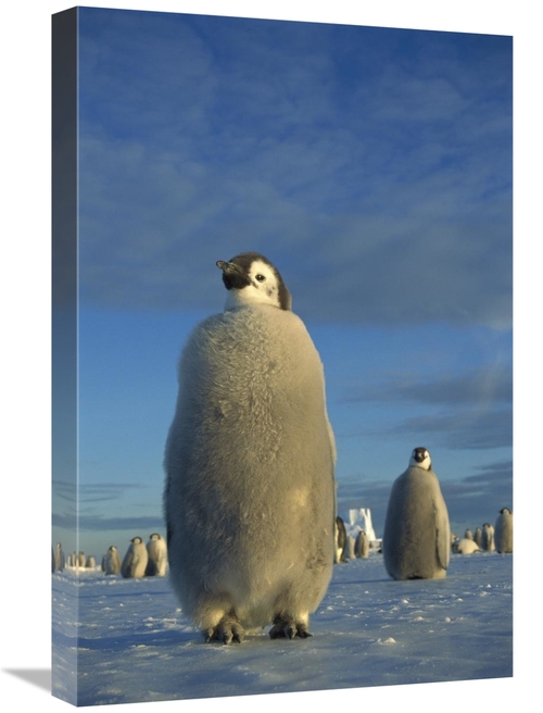 Global Gallery GCS-451737-1624-142 16 x 24 in. Emperor Penguin Chick o