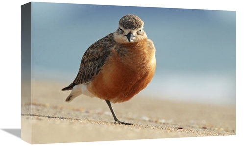 Global Gallery GCS-397456-1218-142 12 x 18 in. Red-Breasted Plover&#44