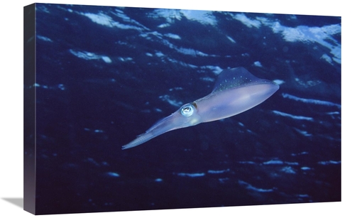 Global Gallery GCS-450749-1624-142 16 x 24 in. Squid Portrait, Bon