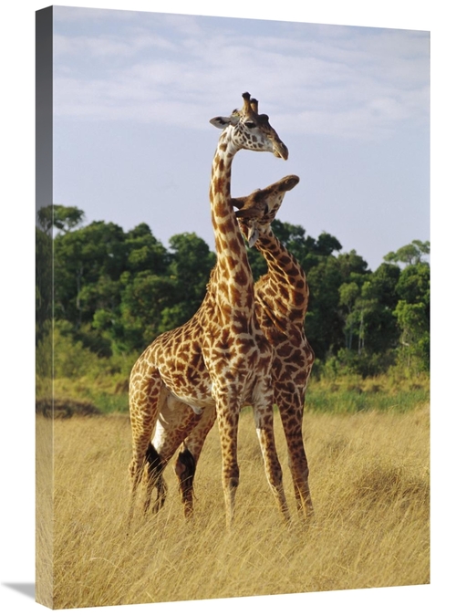 Global Gallery GCS-452978-2030-142 20 x 30 in. Giraffe Young Males Nec