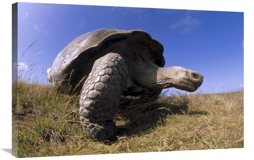 Global Gallery GCS-451373-2436-142 24 x 36 in. Galapagos Giant Tortois