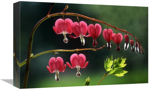 Global Gallery GCS-397687-1218-142 12 x 18 in. Bleeding Heart Flowers 