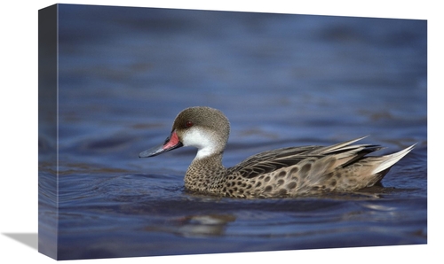 Global Gallery GCS-451766-1218-142 12 x 18 in. White-Cheeked Pintail M