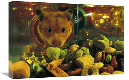 Global Gallery GCS-453380-1624-142 16 x 24 in. Golden Hamster Looking 