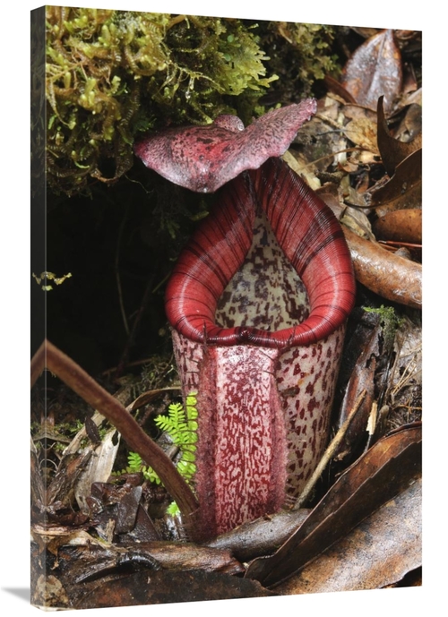 Global Gallery GCS-397559-2436-142 24 x 36 in. Burbidges Pitcher Plant