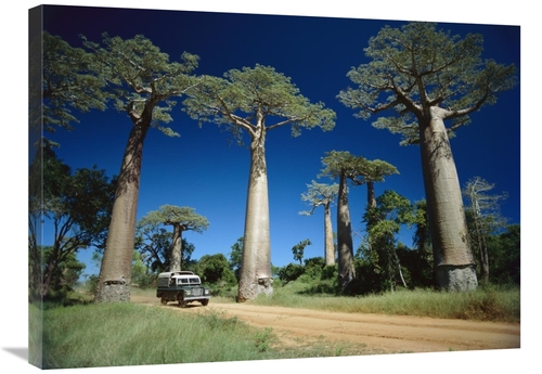 Global Gallery GCS-452653-2432-142 24 x 32 in. Grandidiers Baobab Tree