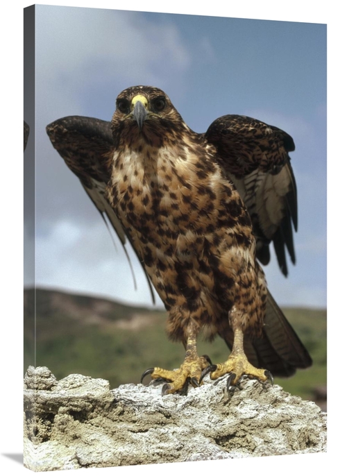 Global Gallery GCS-451191-2436-142 24 x 36 in. Galapagos Hawk Perching