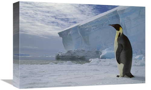 Global Gallery GCS-451733-1218-142 12 x 18 in. Emperor Penguin on Sea 