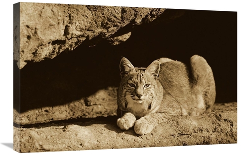 Global Gallery GCS-453679-2030-142 20 x 30 in. Bobcat Adult Resting on