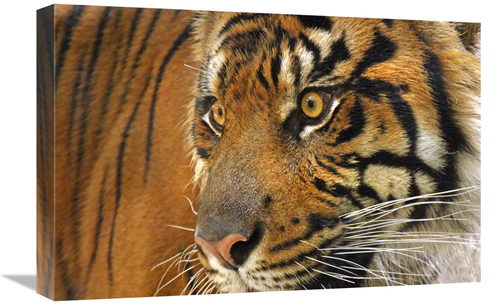 22 in. Tiger Cub Art Print - Vic Schendel