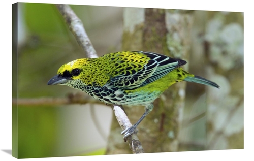 Global Gallery GCS-397258-2436-142 24 x 36 in. Speckled Tanager, C