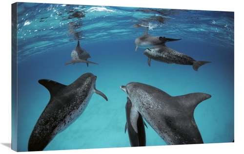 Global Gallery GCS-450678-2436-142 24 x 36 in. Atlantic Spotted Dolphi