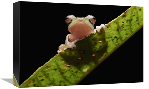 Global Gallery GCS-397545-1218-142 12 x 18 in. Masked Treefrog, Sa