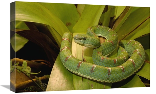 Global Gallery GCS-453189-1624-142 16 x 24 in. Eyelash VIper Venomous&