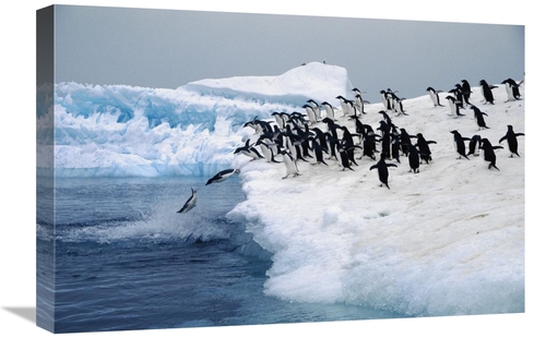 Global Gallery GCS-453441-1624-142 16 x 24 in. Adelie Penguins Leaping