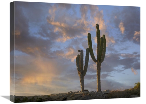 Global Gallery GCS-396081-1824-142 18 x 24 in. Saguaro Cacti, Cabo