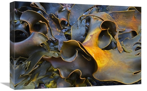 Global Gallery GCS-397863-1624-142 16 x 24 in. Bull Kelp Close-Up,