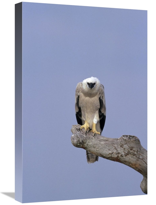 Global Gallery GCS-451050-1624-142 16 x 24 in. Harpy Eagle Juvenile Si