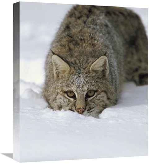 Global Gallery GCS-452286-22-142 22 in. Bobcat Crouching in Snow, 