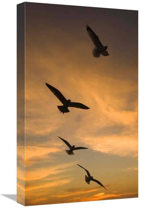 Global Gallery GCS-453348-22-142 22 in. Mew Gull Group Silhouetted At 