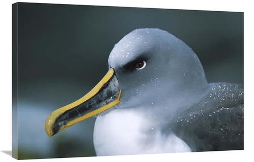 Global Gallery GCS-451670-2436-142 24 x 36 in. Bullers Albatross Breed