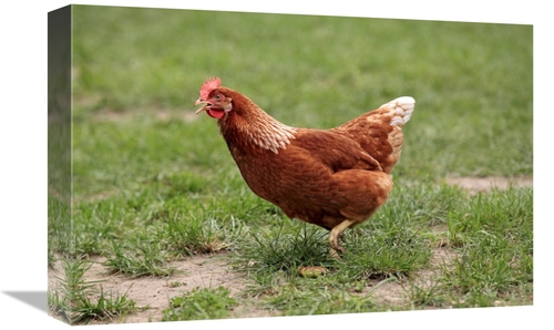 Global Gallery GCS-398188-1218-142 12 x 18 in. Domestic Chicken, F