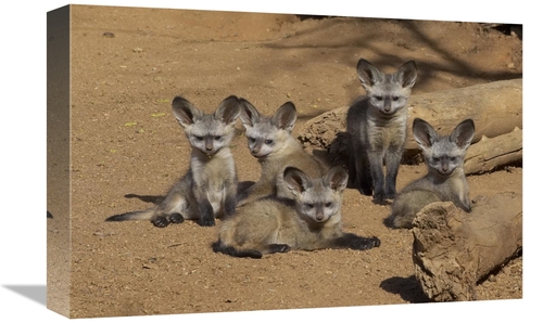 Global Gallery GCS-450908-1218-142 12 x 18 in. Bat-Eared Fox Group of 