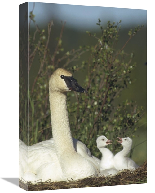 Global Gallery GCS-451885-1218-142 12 x 18 in. Trumpeter Swan Parent &