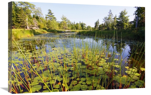 Global Gallery GCS-397614-2030-142 20 x 30 in. Marsh with Reeds & Lily