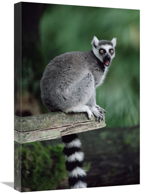 Global Gallery GCS-452811-1624-142 16 x 24 in. Ring-Tailed Lemur Calli