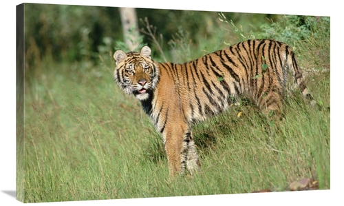 Global Gallery GCS-396099-36-142 36 in. Siberian Tiger Standing in Gre